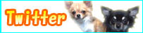 �c�C�b�^�[